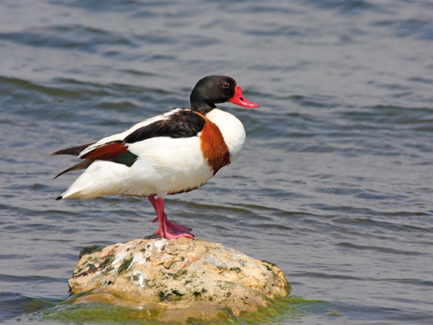 Shelduck
