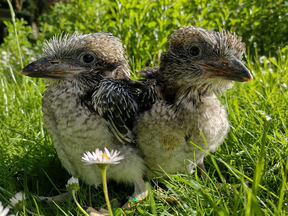 baby owls
