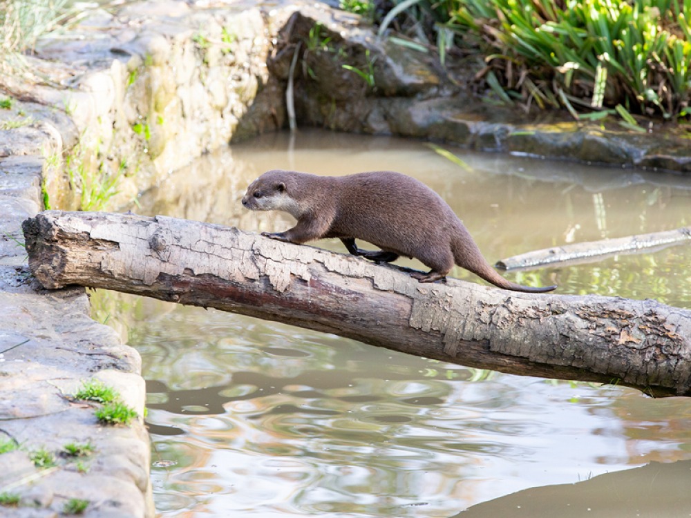 otters