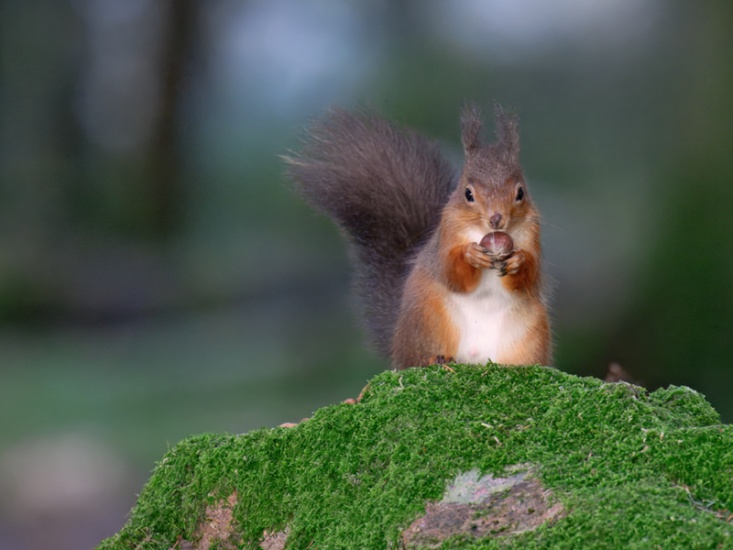 Join This Campaign to Save our Red Squirrels