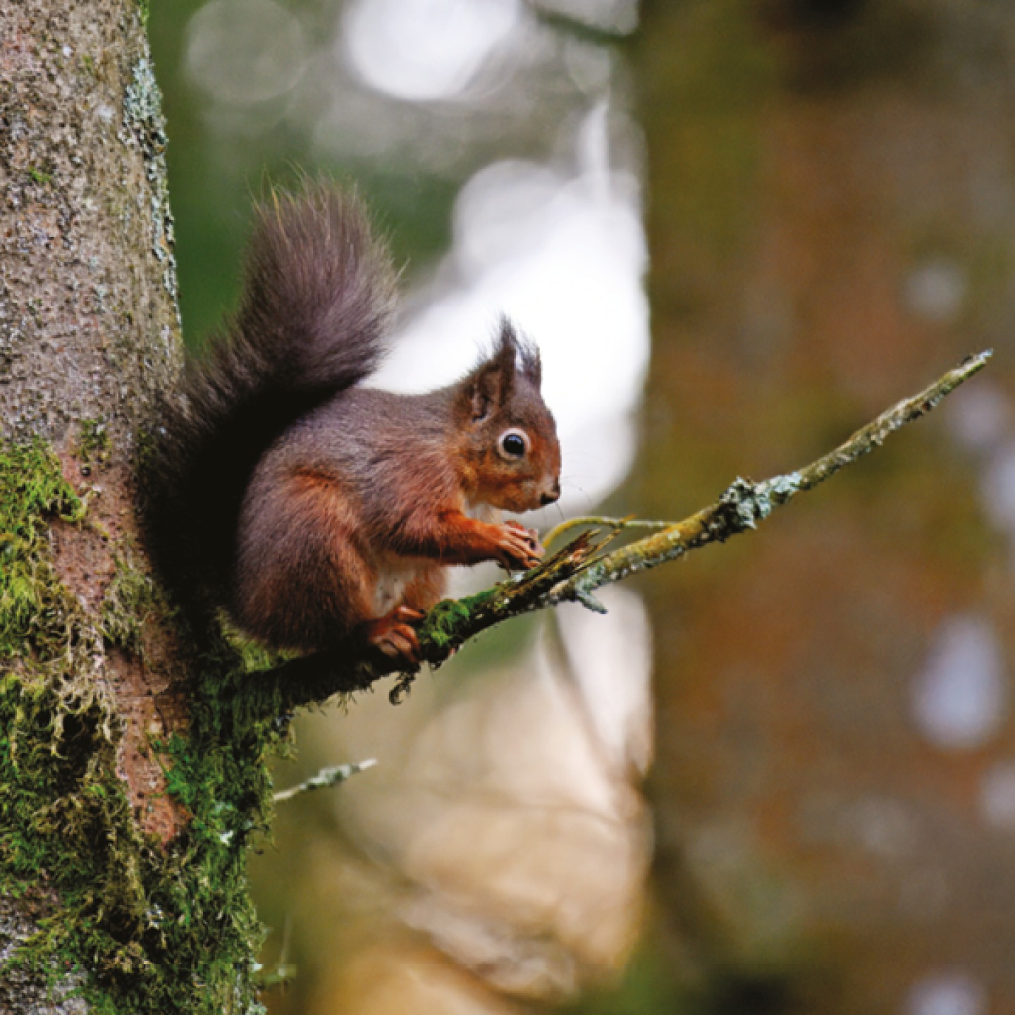 Red squirrels eating a nut in a tree
