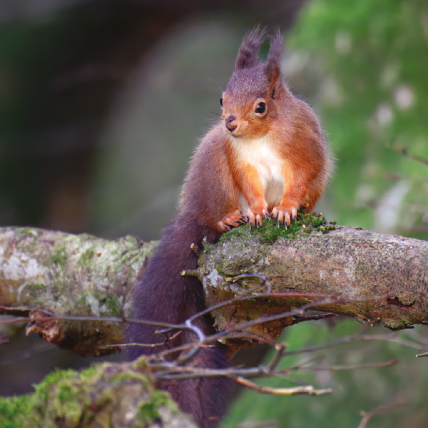 Red squirrels sitting on a branch