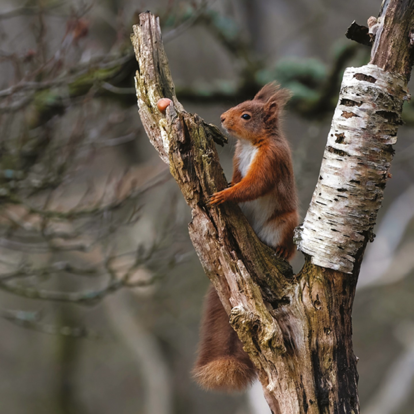 Red squirrels eating a nut in a tree