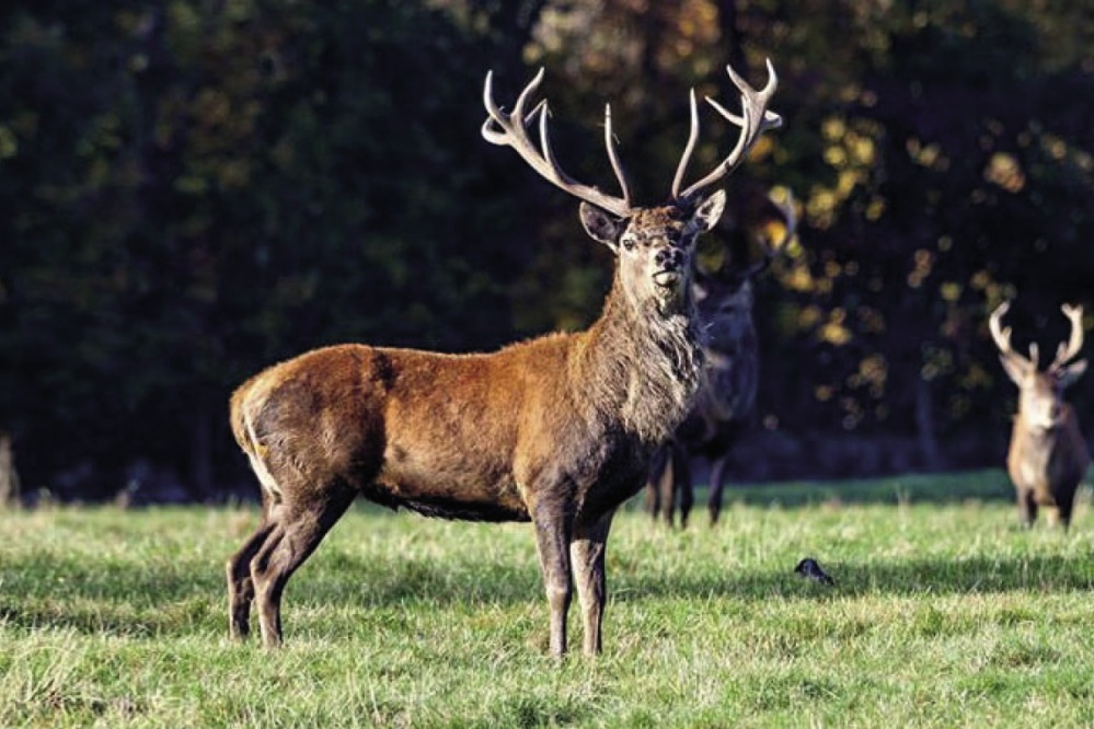 Raby Castle