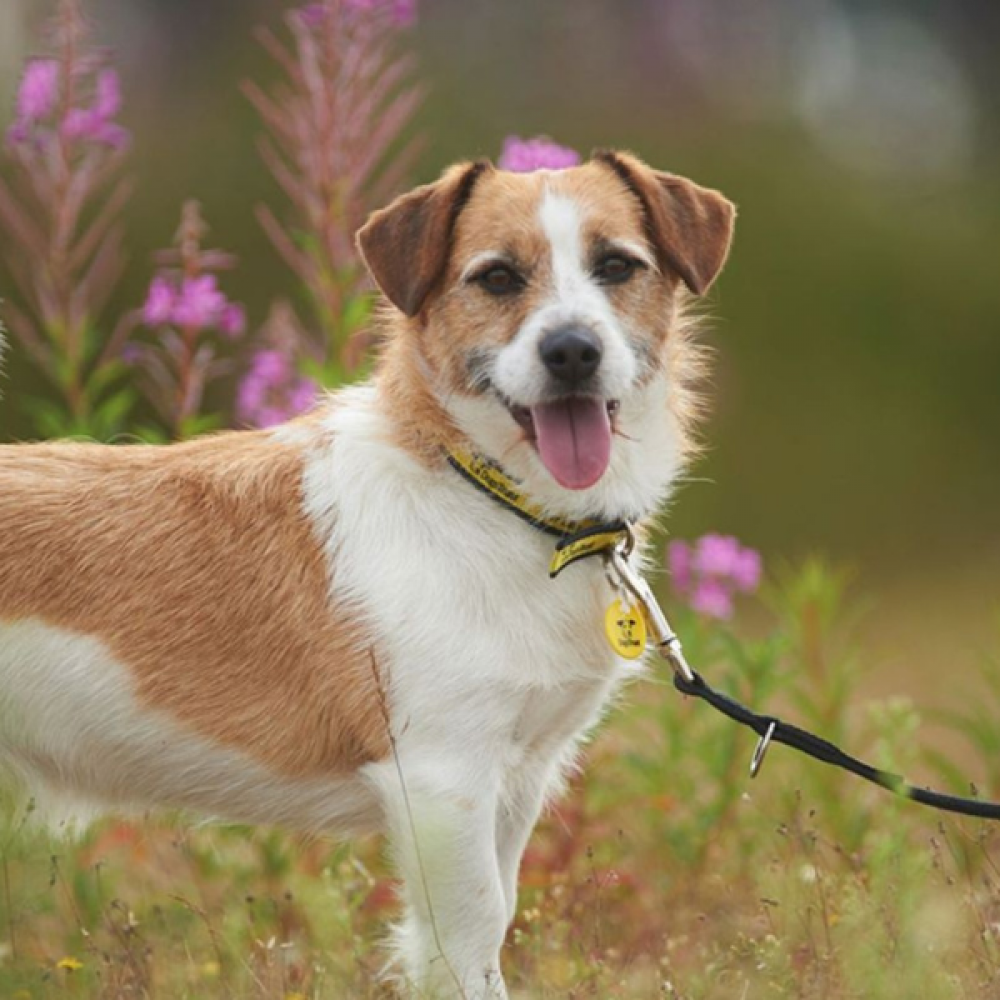Dogs Trust