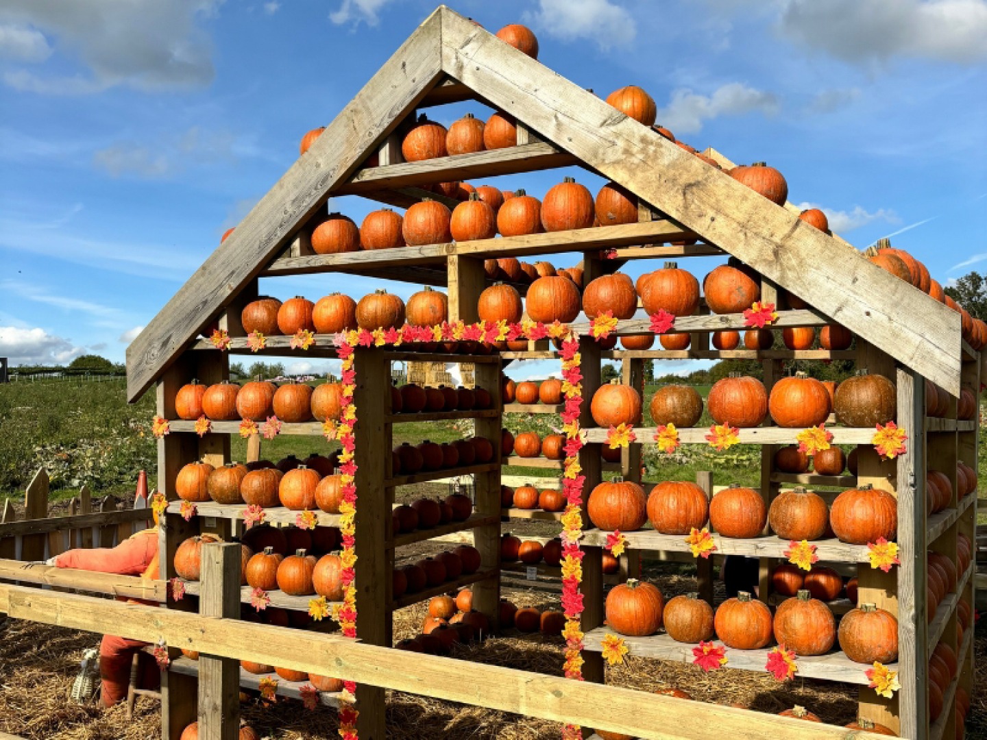 Pumpkins lined up in pitched wooden structure