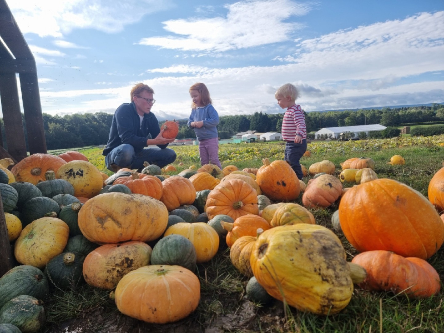 Man and 2 children picking smaller pumpkins with a Bundle of large pumpkins in the foreground