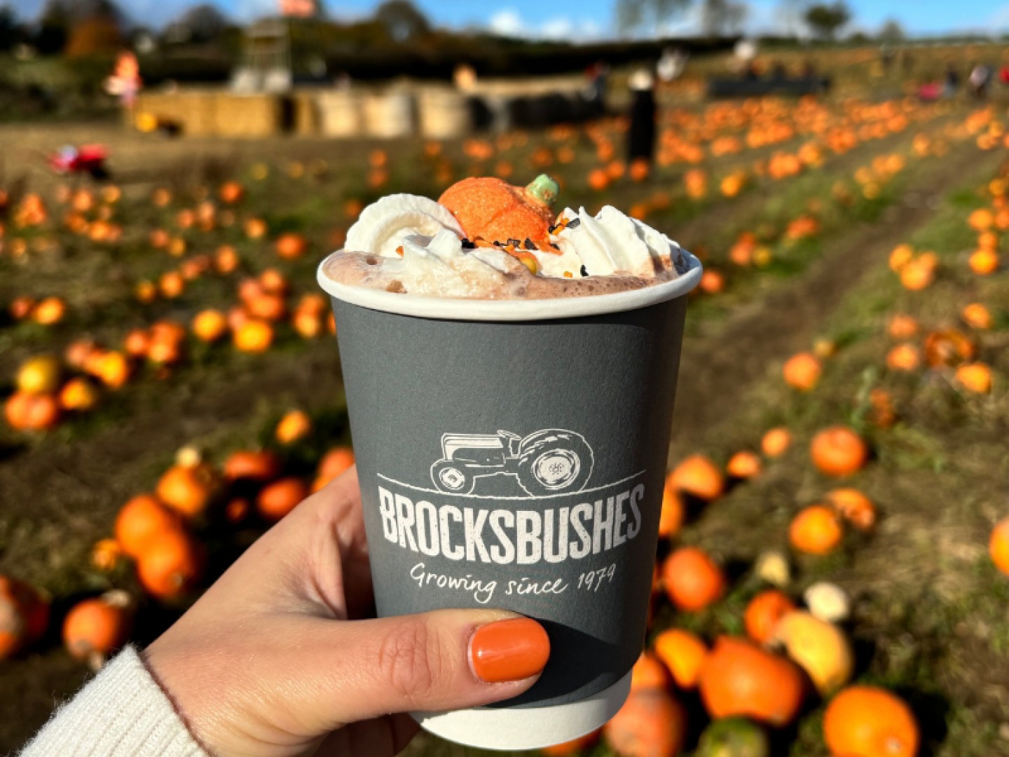 Brockbushes coffee cup with a pumpkin and whipped cream on top, blurred background of a large field of pumpkins
