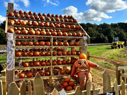 Why You Won't Want to Miss the Return of the North East's Most Popular Pumpkin Patch