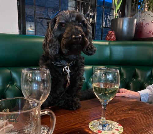 It's a Dog's Life: Making New Friends