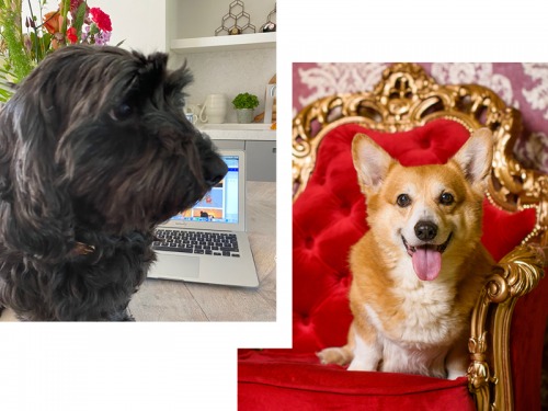 It’s a Dog’s Life: Winston’s Ruminations on Royal Hounds