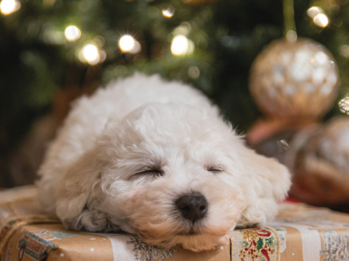 Purrfect Christmas Presents for Your Pets