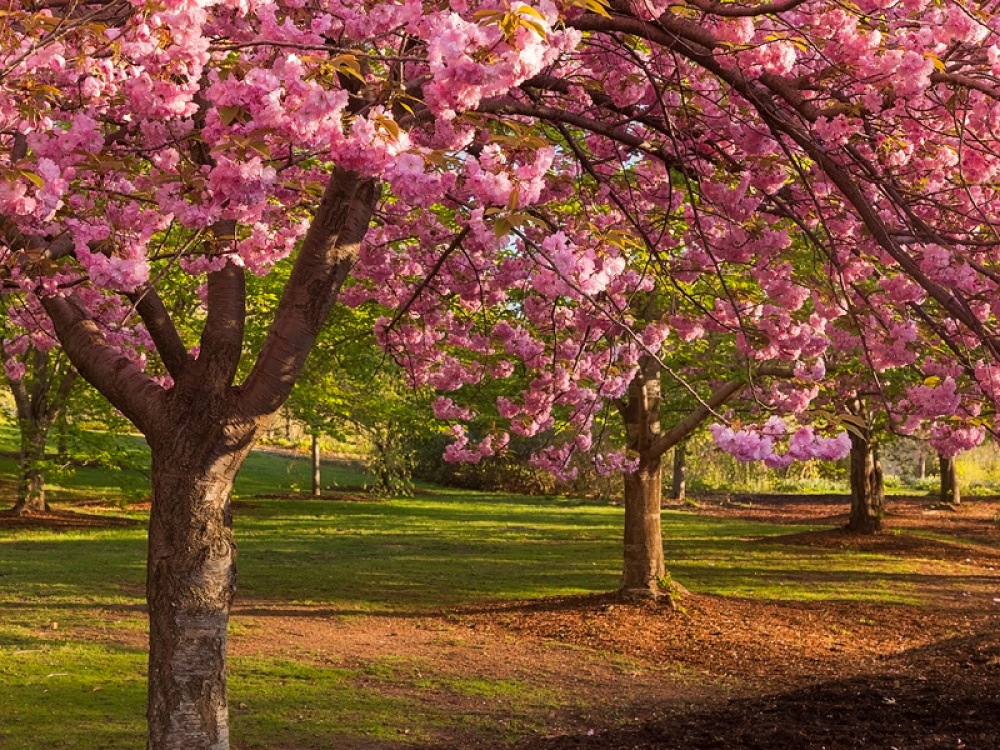 blossom trees