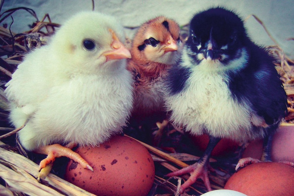 chicks and hatching eggs at Hen Hotel, County Durham