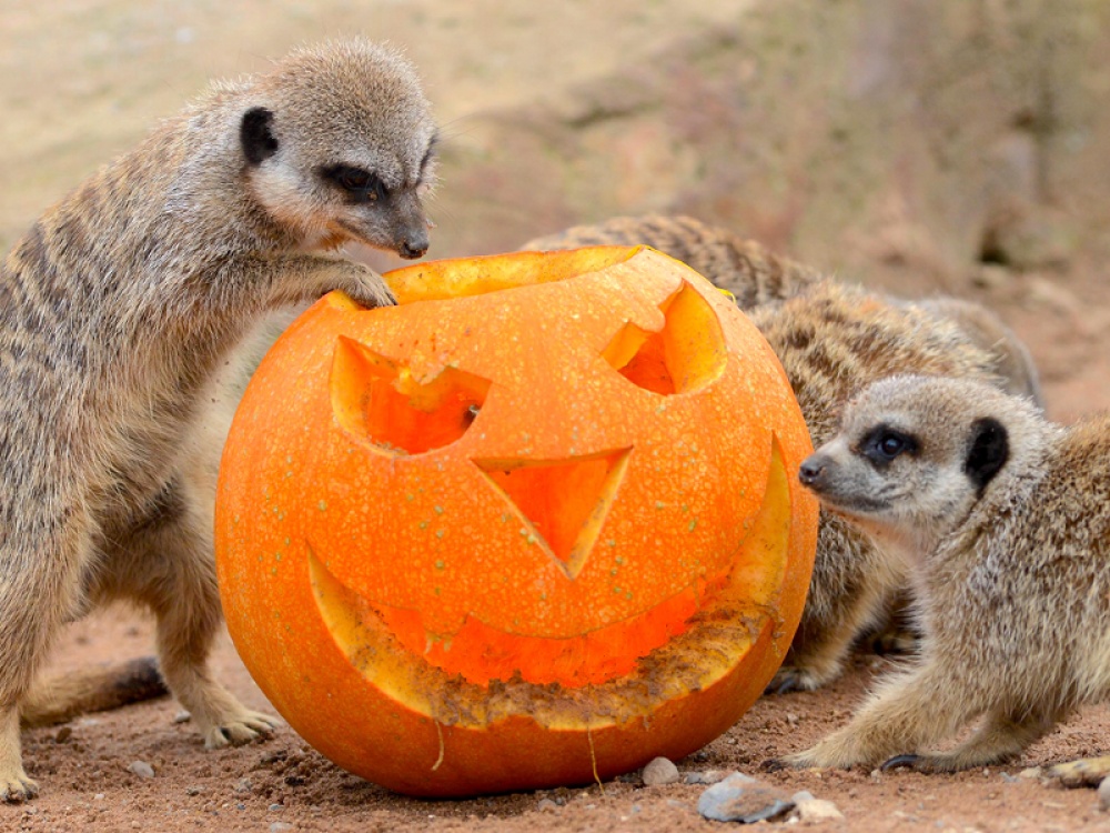 Meerkats playing with a pumpkin