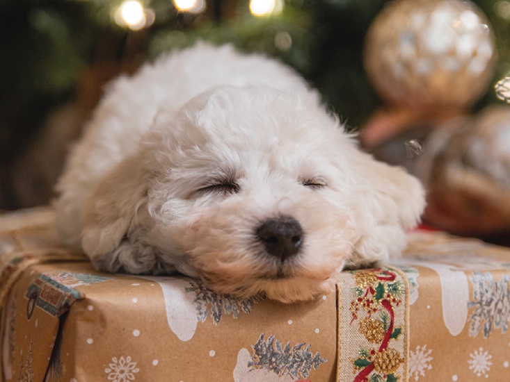 dog sleeping on presents