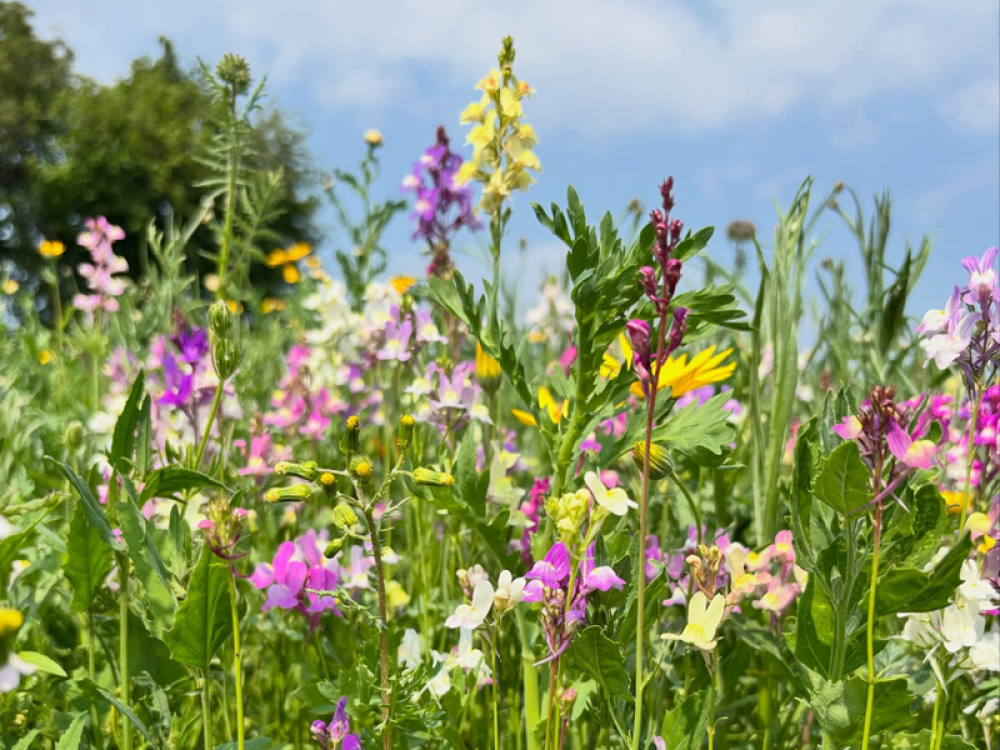 The Flower Field