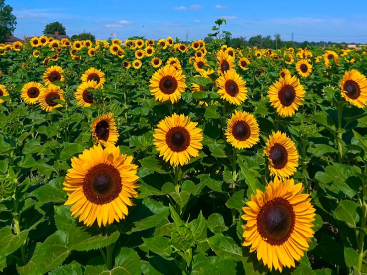 Where To Pick Your Own Flowers in Yorkshire