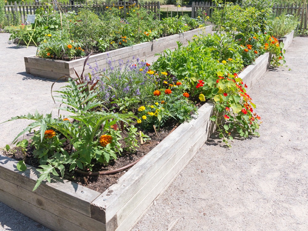 plants in raised flower beds