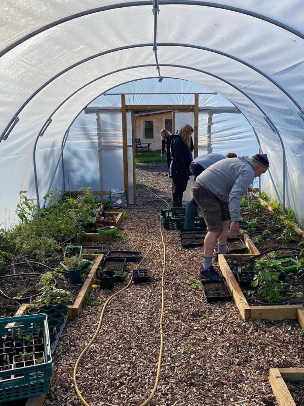 people working in a polytunnel