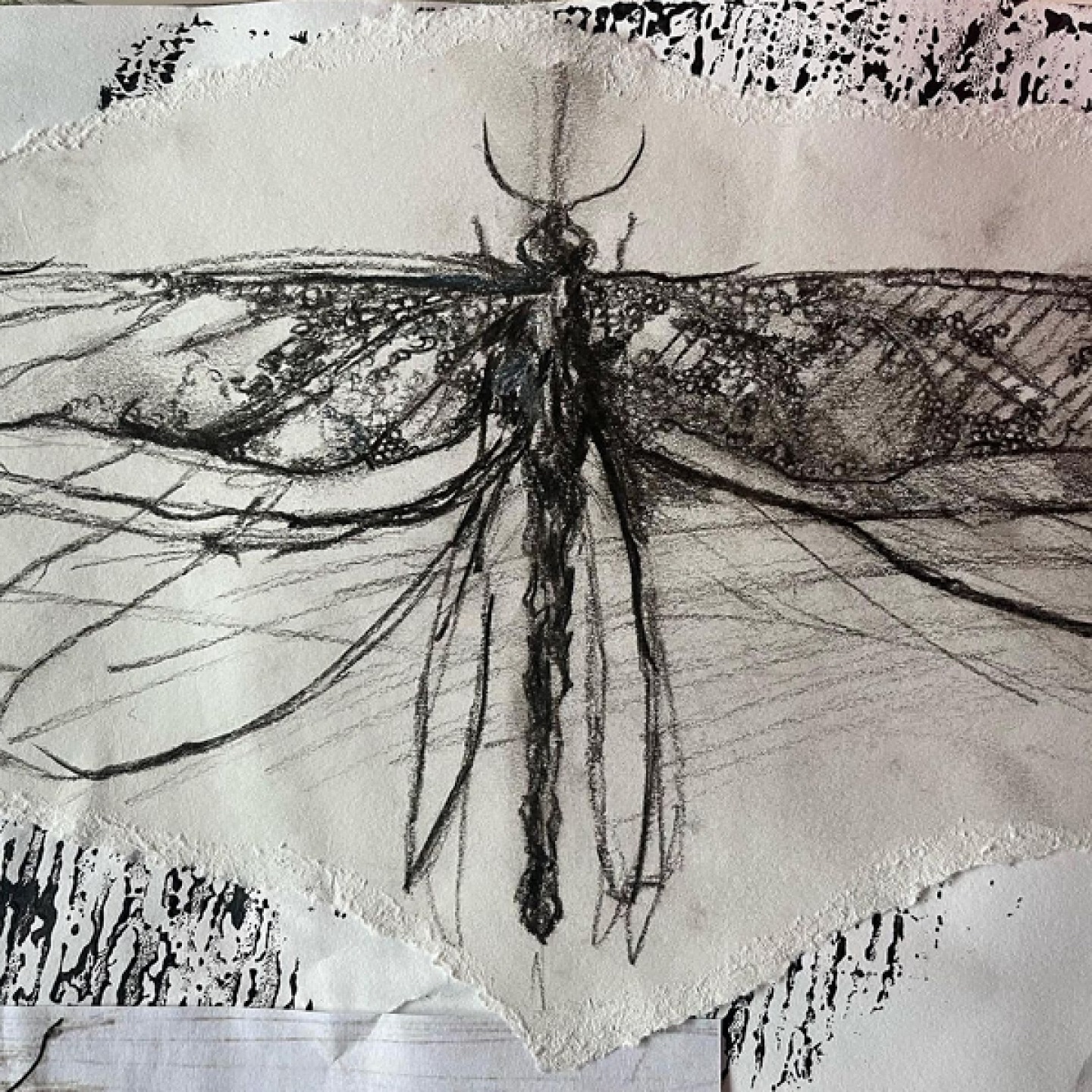 Pencil Illustration of a dragonfly