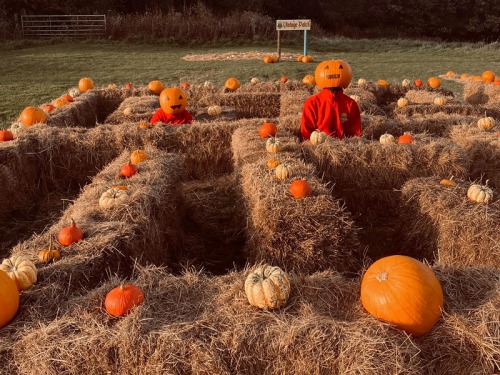 Where to Pick Pumpkins in the North East and Yorkshire