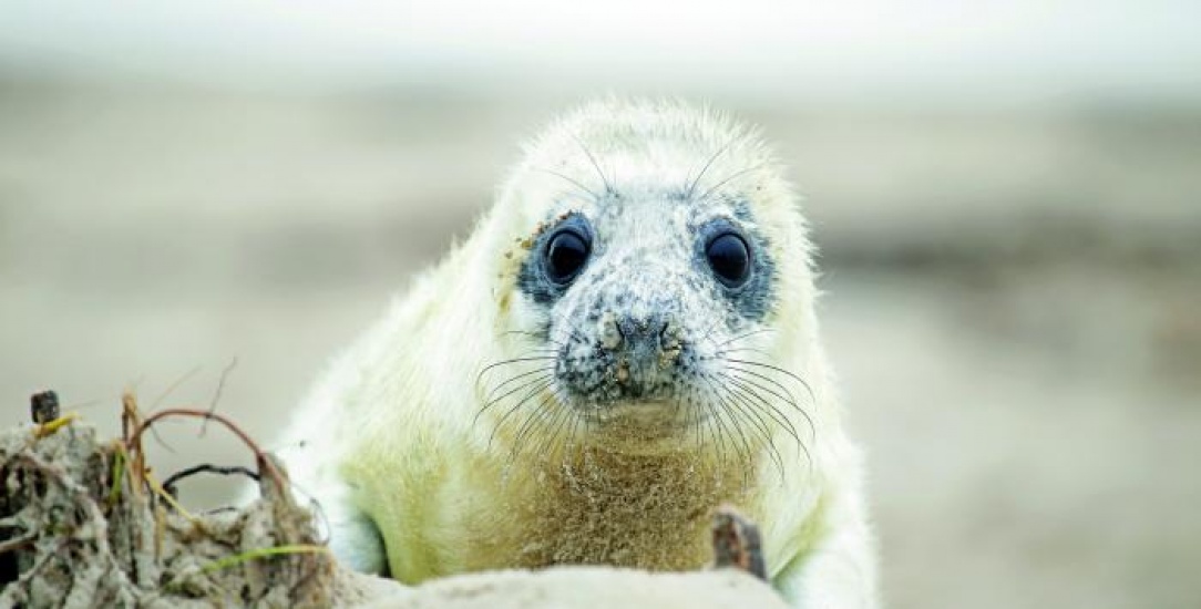 Seal pup