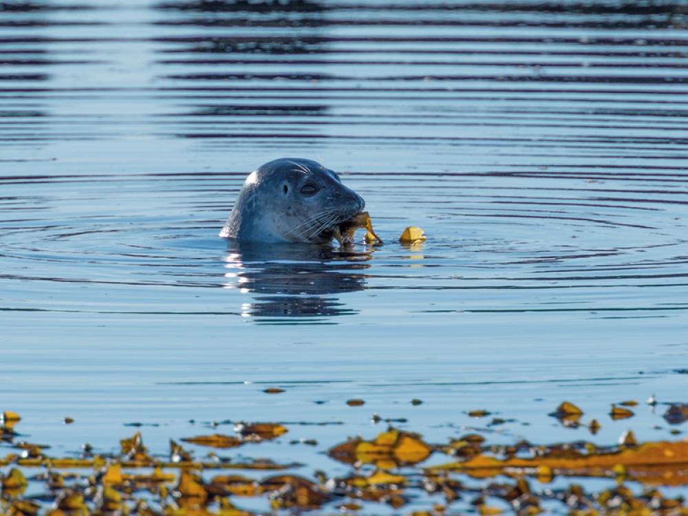 The SEA LIFE Sancturary Protecting Seals in Scarborough