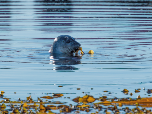 The SEA LIFE Sanctuary on Protecting Seals in Scarborough
