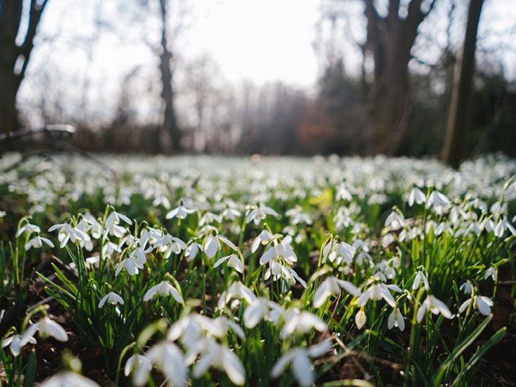 Snowdrops