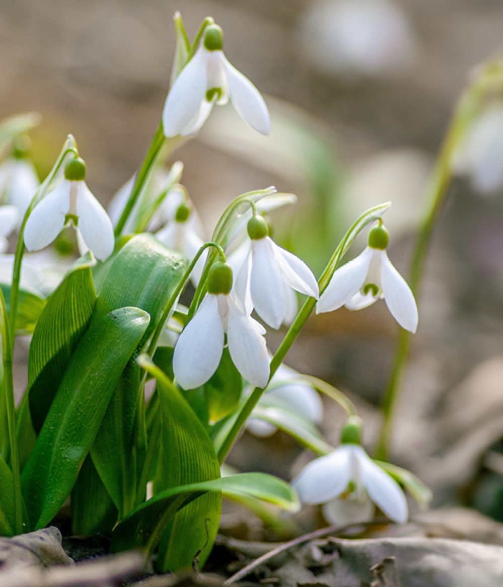 Snowdrops
