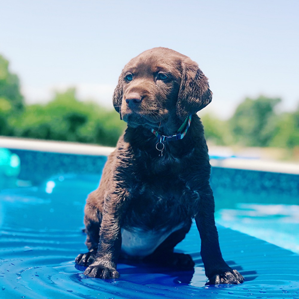 Dog at beach under parasol 