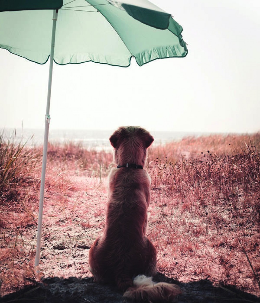 puppy on a float in a pool