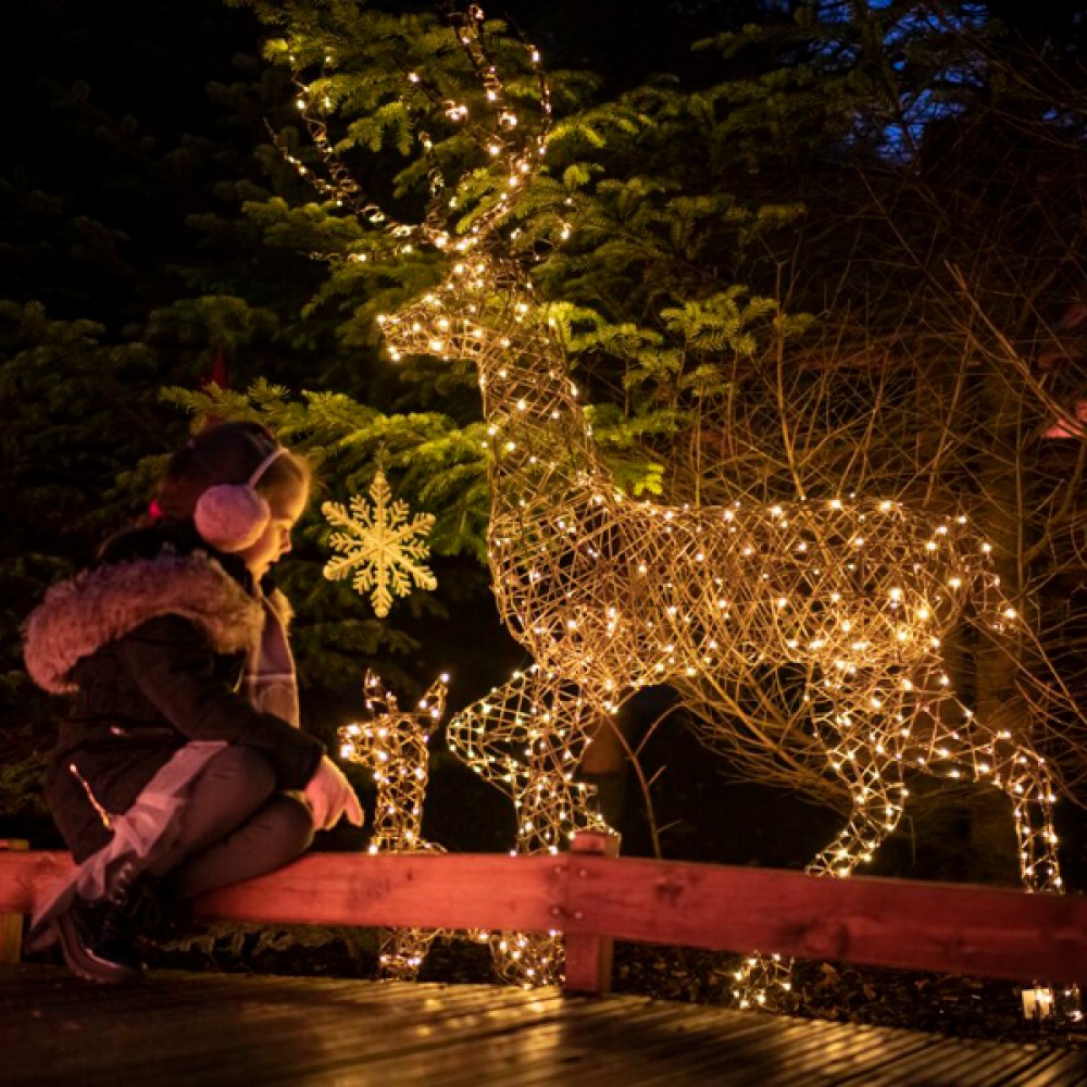 Plotters’ Forest at Raby Castle 