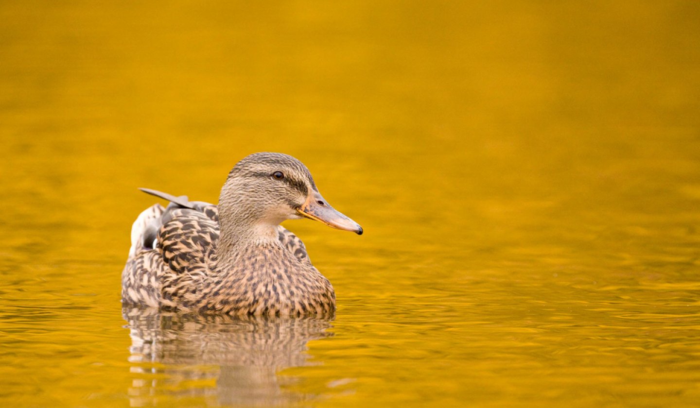 Autumn mallard swimming