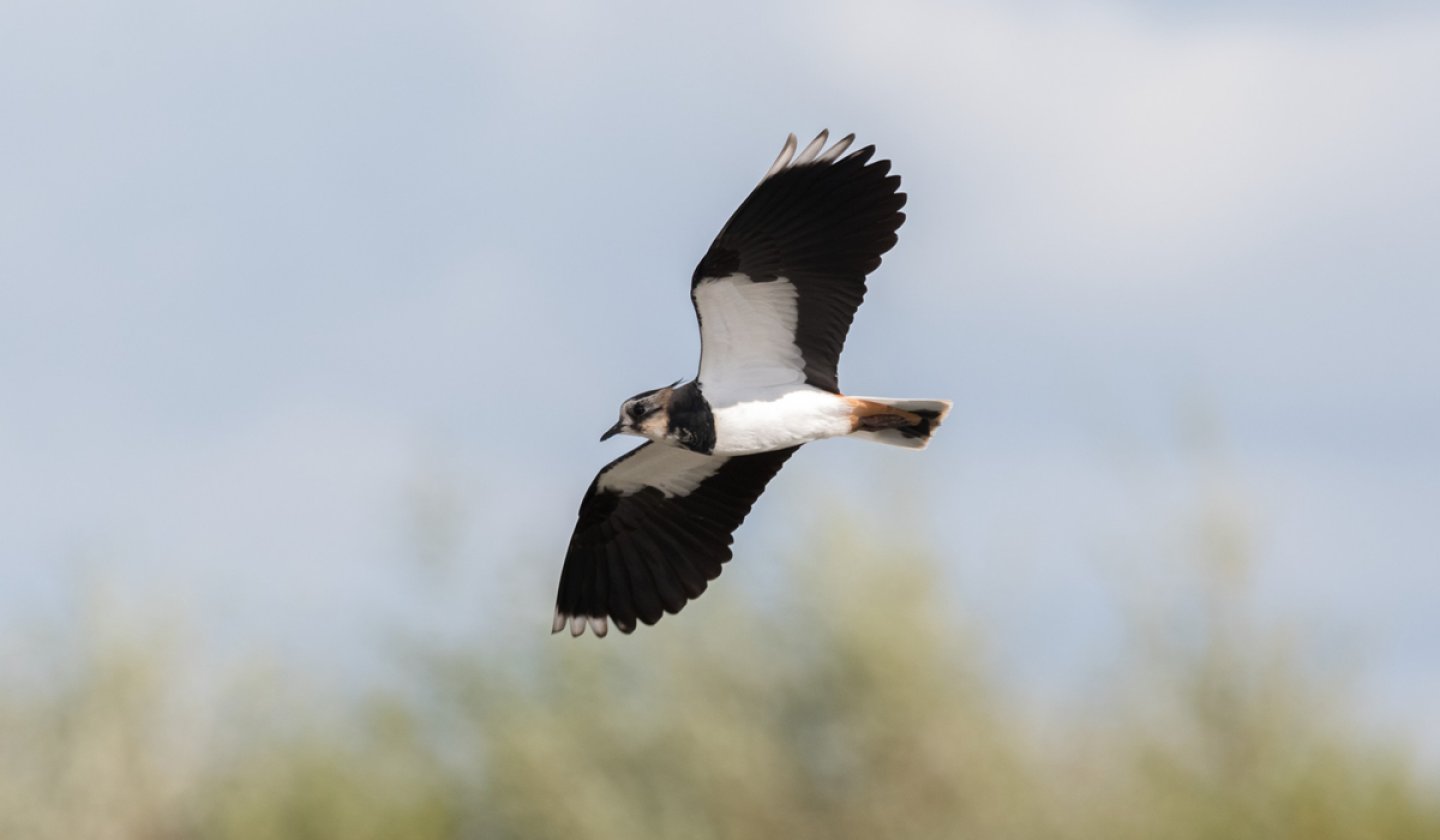 Lapwing flying