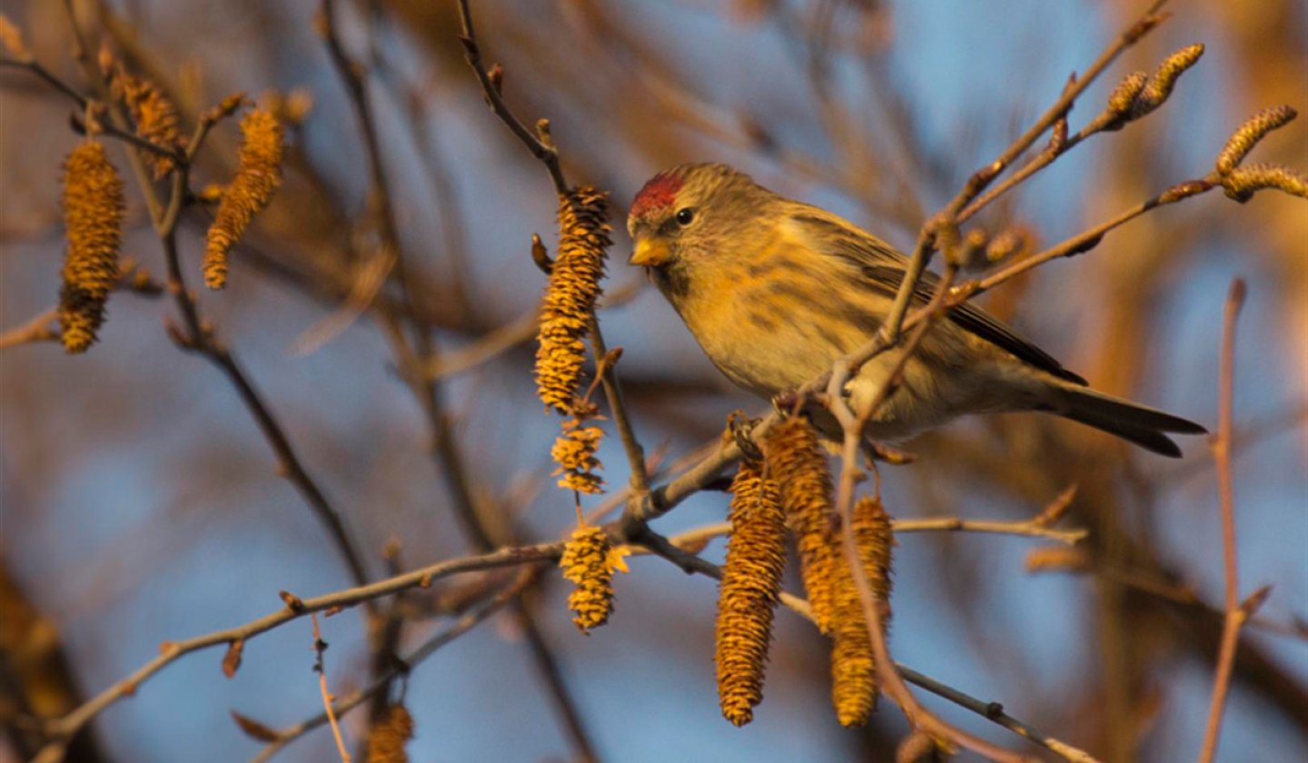 Redpoll sitting in tree