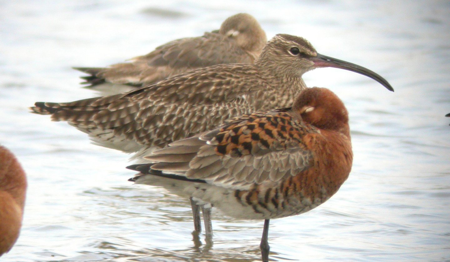Whimbrel standing in shallow water