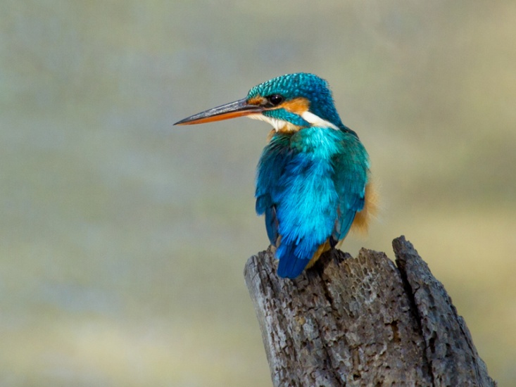 Kingfisher sitting on a broken log