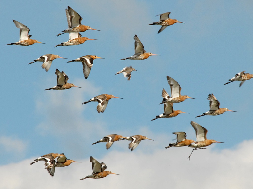 Black-tailed godwit flying