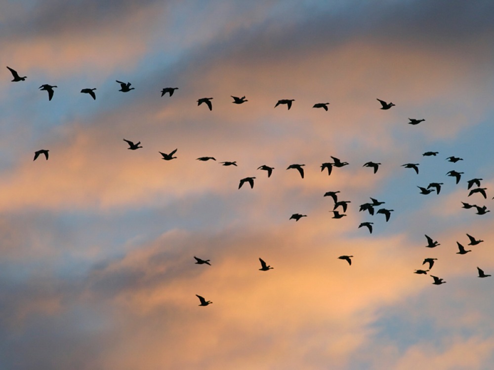 Migrating birds with a orange sunset