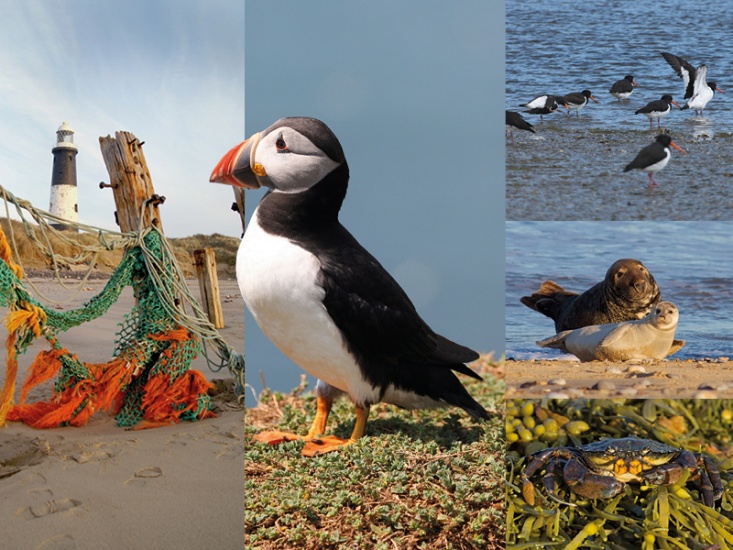 collage of images of Light house, Puffin, Sea birds, seals and crabs