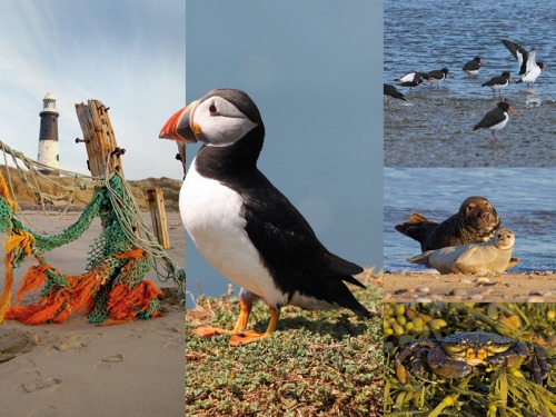 Where to See Wildlife on the North East and Yorkshire Coast