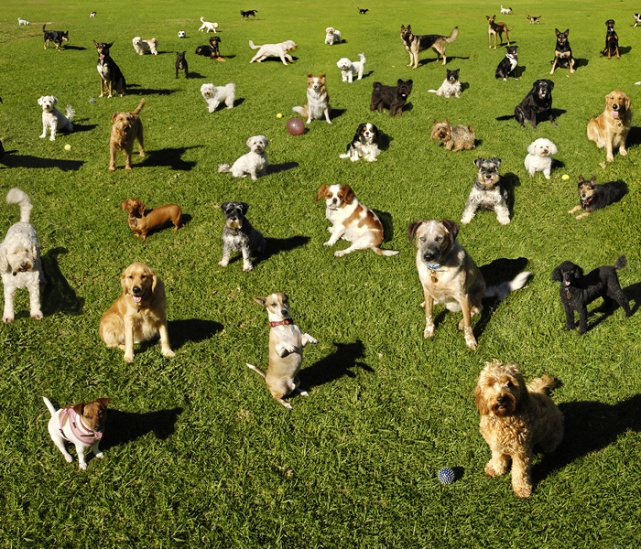 It’s a Dog’s Life: Winston goes to York