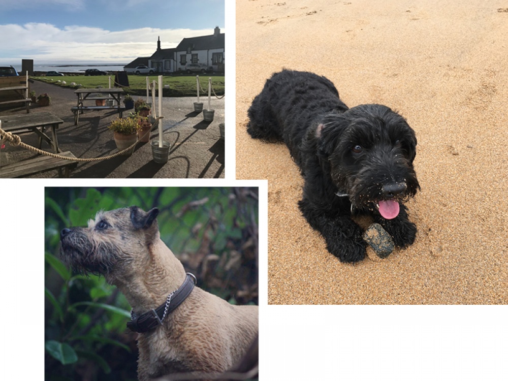 It’s a Dog’s Life: Winston’s Royal Weekend