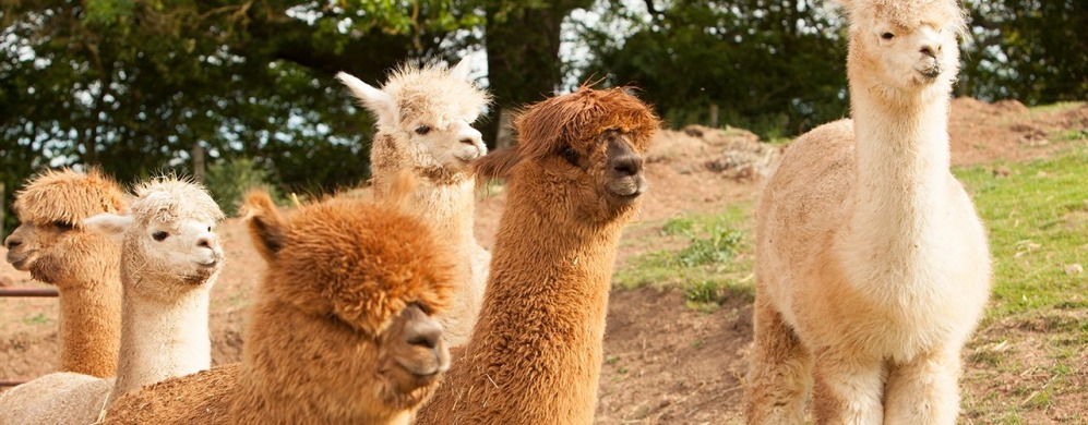ALPACA ALPACA AT LEVEN VALLEY