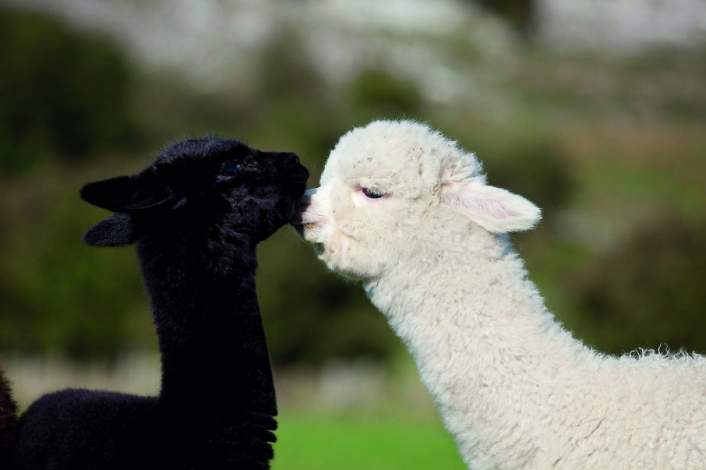 Where to Walk with an Alpaca