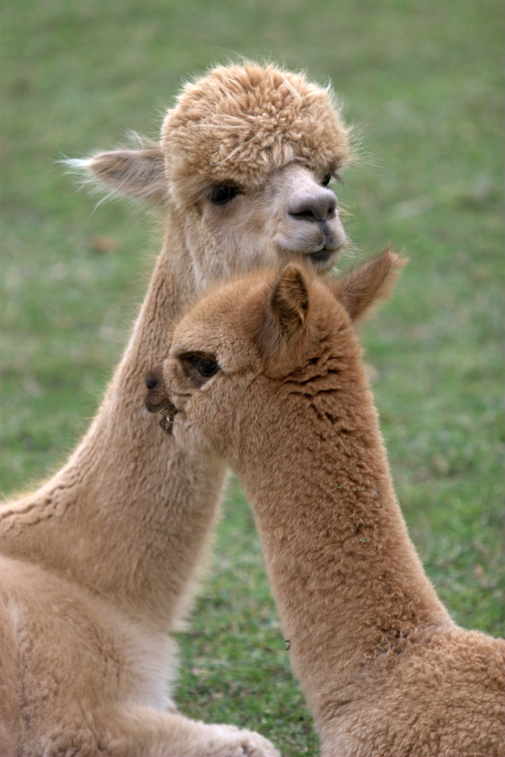 NERO BLACK ALPACA