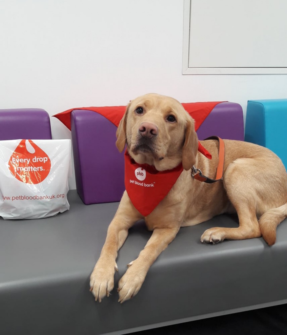 petbloodbankuk.org