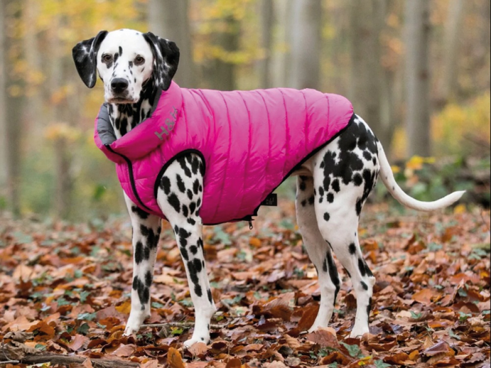 dog in jacket